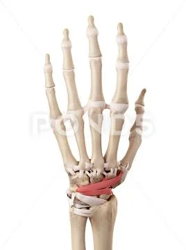 Human hand anatomy: Vector, Graphic, Illustration #75566905 Biology Diagrams