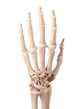 Human hand anatomy Stock Illustration