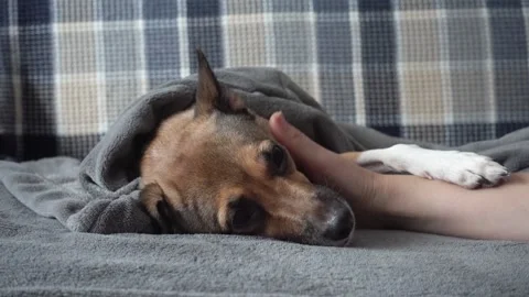 Human hand and dog Stock Footage 101501856