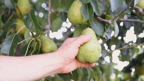 Human hand and pear fruit on tree branch Stock Footage