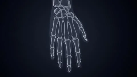 Human hand and wrist bones X-ray of 3D illustration Stock Illustration