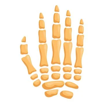 Human hand bone structure showing metacarpus and phalanges anatomy Stock Illustration