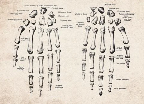 Human Hand Bones Dorsal And Volar View Vintage Anatomy Illustration Stockillustratie