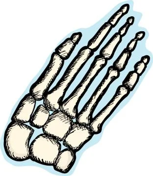 Human Hand Bones Stock Illustration