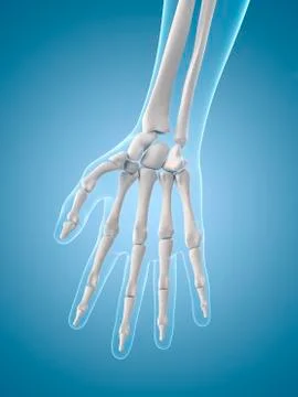 Human hand bones, illustration Stock Illustration