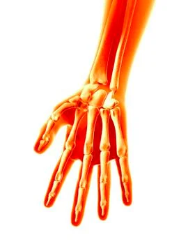 Human hand bones, illustration Stock Illustration