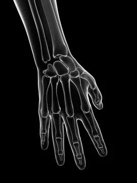 Human hand bones, Illustration Stock Illustration