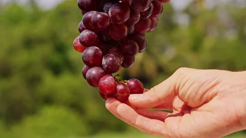 Human Hand Carefully Picking Single Ripe Grape From Hanging Cluster on Vine in G Stock Footage 327408872