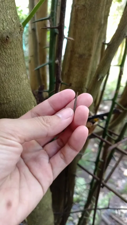 A human hand carefully reaching towards long Stock Footage 332693117