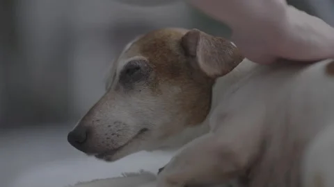 Human hand caresses head of dog quietly falling asleep Stock Footage 240713640