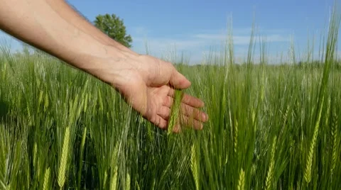 Human hand caressing barley Stock Footage 63743874
