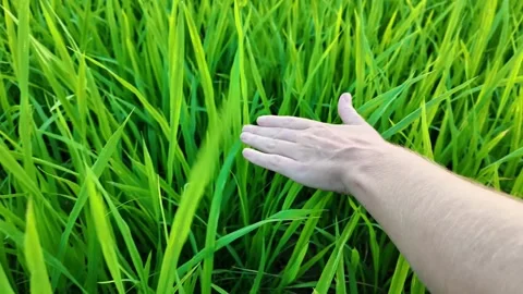 Human Hand Caressing Fresh Springtime Paddy Field Stock Footage 274389378