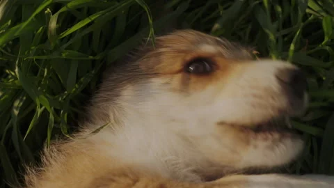 Human hand caressing a small mongrel puppy dog lying on green grass. Protection Stock Footage 259014731