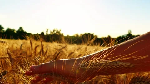 Human hand caressing wheat filed Stock Footage 64919462
