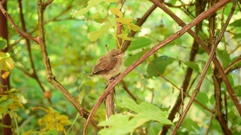 Human hand caressing young whitethroat fledgling 스톡 동영상 72130392