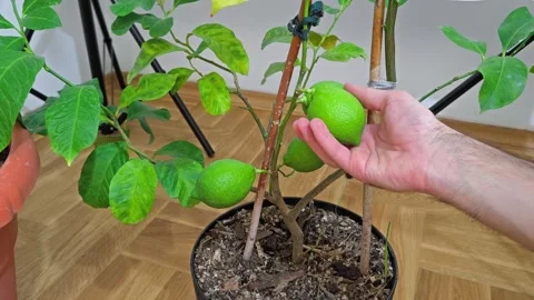 A human hand checks the green lemons on the tree in the pot Stock-Footage 260414580