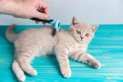 A human hand combs a small fluffy peach-colored kitten Foto stock