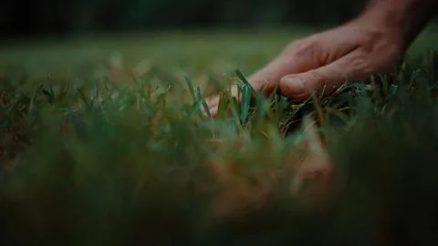 Human hand explores young grass blades Fotos de archivo