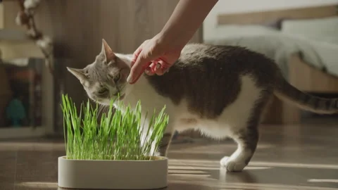 Human Hand Feeding Cat with Grass Stock Footage 272434570