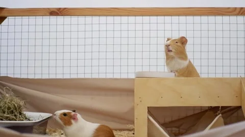 Human hand feeding a guinea pig in a cage Stock Footage 336319308