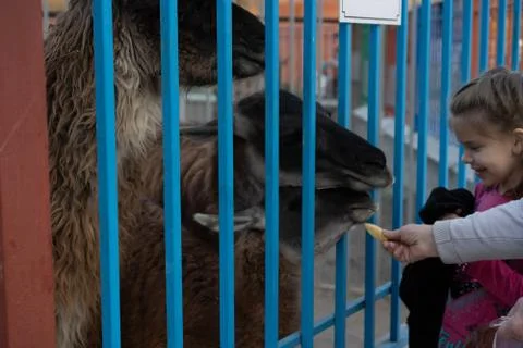 Human hand feeds animals through the cage. Stock Photos