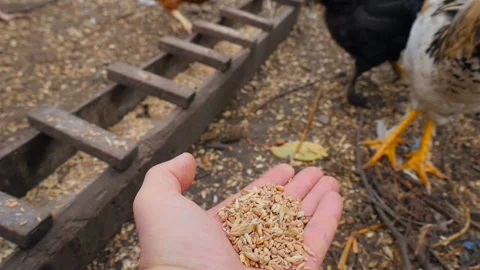 A human hand feeds chickens with wheat. Pecking the grain. Slow motion Stock Footage 126153075