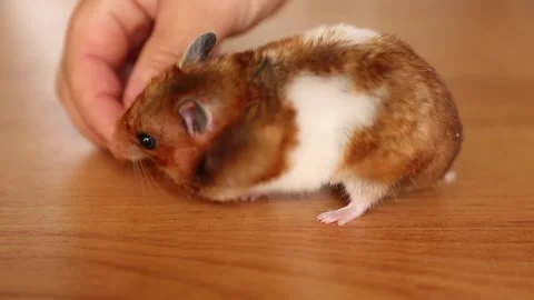 The human hand feeds the hamster with pieces of carrot. Stock Footage 244812423