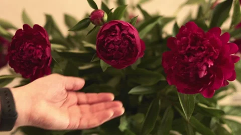 Human hand gently caressing a large burgundy peony bud surrounded by green l Video stock 338173617