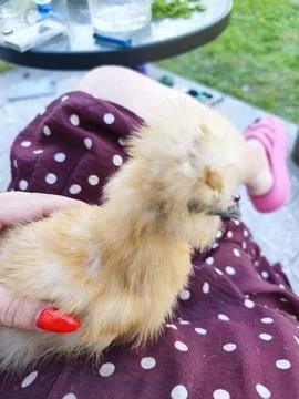 Human Hand Gently Cupping a Tiny, Fluffy Silkie Chicken Chick Stock Photos