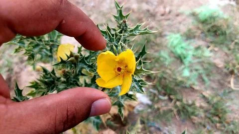 Human Hand Gently Framing Bright Yellow Mexican Prickly Poppy Flower 库存照片