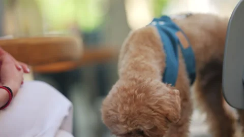 Human hand gently petting a small curly haired dog wearing a blue harness Stock Footage 337165758
