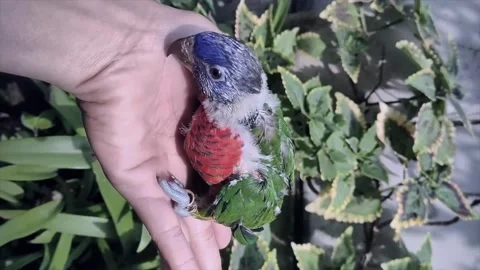 Human hand gently petting a small green parrot 動画素材 338176422