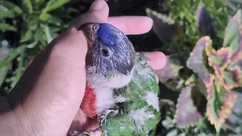 Human hand gently petting a small green parrot Video stock 338176424