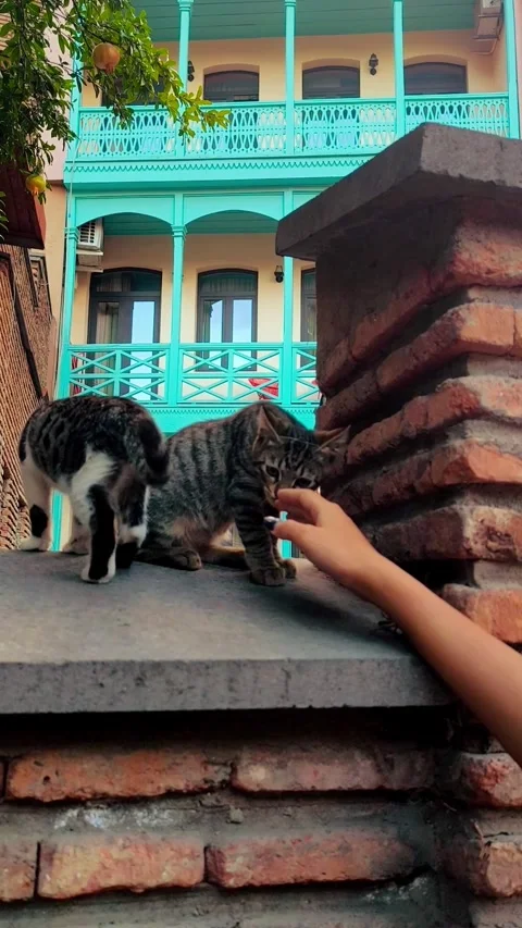 Human hand gently playing with cute stray kittens on stone wall. Stock Footage 344814334