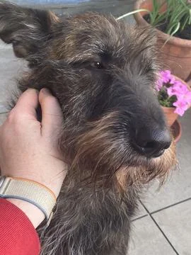 Human hand gently scratching the head of a shaggy terrier mix dog, showing .. Stock Photos