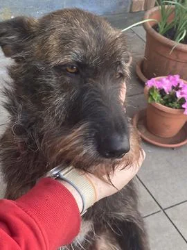 Human hand gently scratching the head of a shaggy terrier mix dog, showing .. Stock Photos