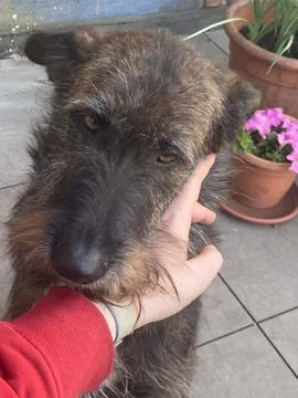Human hand gently scratching the head of a shaggy terrier mix dog, showing .. Stock Photos