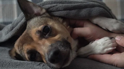 Human hand gently stroking the dog Stock Footage 101481293