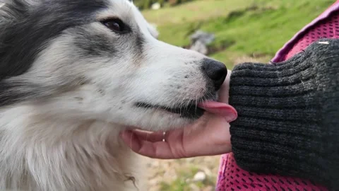 Human hand gently stroking the dog's head. Stock Footage 317640294