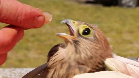 The human hand gives raw meat to a young falcon. Feeding a wild kestrel chick. Stock Footage 246032331
