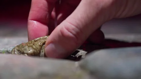 Human Hand Grabs Common Toad on Paved Road to Save from Traffic, Careful Rescue Stock Footage 333263817