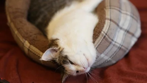 Human hand grooming cat with special brush in cat bed Stock Footage 124532609