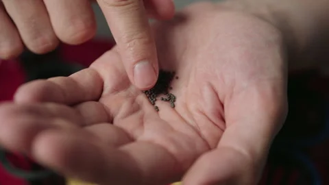Human hand holding and examining seeds in palm, symbolizing meticulous process Stock Footage 320674478