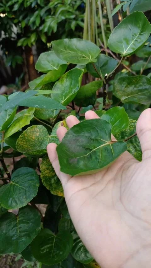 Human hand holding a broad, veined green leaf Stock Footage 332760716