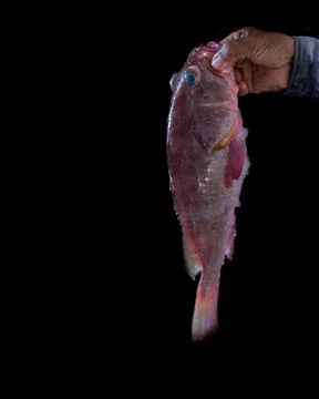 Human hand holding the  reef cod fish isolated on black. Stock Photos