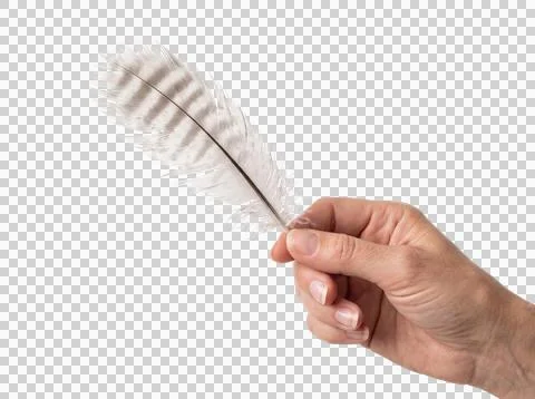 Human hand holding single bird feather isolated on transparent background f.. Stock Photos