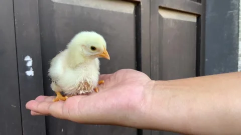 Human hand holding a small yellow chick Stock Footage 341303189