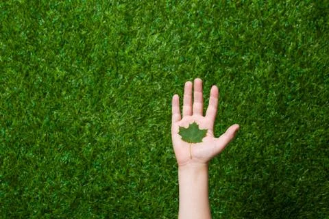 Human hand holding tree leaf Stock Photos