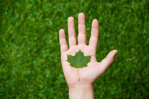 Human hand holding tree leaf close up Stock Photos