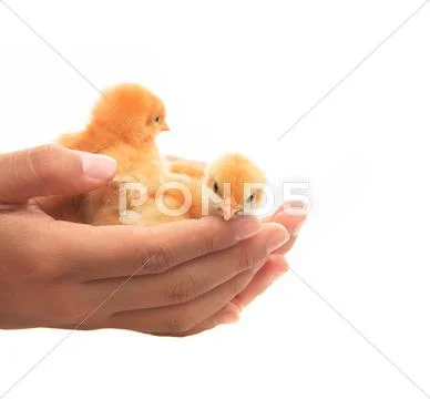 Human hand holding two of baby chick seem helping protect and care islated on Stock Photos